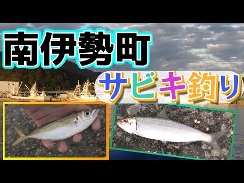 奈屋浦漁港のサビキ釣り調査速報、まだ釣れています？