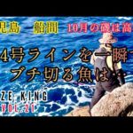 石鯛釣り　夜釣り　竿が根元からぶち曲がる❗️　　10月の船間は高活性　　　イシダイ　イシガキ　アラ　クエ　鹿児島　大隅半島　船間　VOL.21
