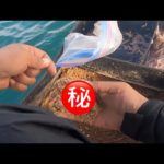 兼松伸行会長の激流対策が最高でした【チヌかかり釣り】