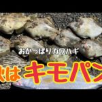 お手軽カワハギ釣り