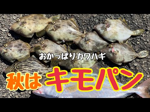 お手軽カワハギ釣り