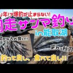 網走サンマ釣り in　能取湖【北海道 道東 網走】【秋刀魚釣り】真昼間から爆釣！今年は当たり年？　超巨大サンマ