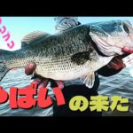【琵琶湖デカバス】秋の琵琶湖おかっぱりバス釣り🎣タヌキみたいなお腹のバスが釣れた🎣✨