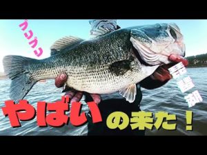 【琵琶湖デカバス】秋の琵琶湖おかっぱりバス釣り🎣タヌキみたいなお腹のバスが釣れた🎣✨