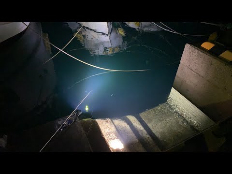 【LIVE】夜釣りでアジ釣るだけのライブ