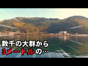 秋の湾内に数千の大群!子供の目の前でさらなる怪物が…
