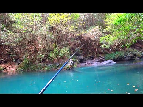 大量の魚が湧く神秘的な淵で釣りしてみた