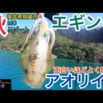 【釣り】一投目でHIT秋のアオリイカ！笑いが止まらない福井のエギング！敦賀MCリゾートでジェットフィッシング
