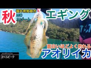 【釣り】一投目でHIT秋のアオリイカ！笑いが止まらない福井のエギング！敦賀MCリゾートでジェットフィッシング