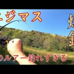 【ニジマス釣り】スプーンBUXでニジマス爆釣！にじます工房さんに感謝！