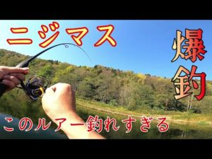 【ニジマス釣り】スプーンBUXでニジマス爆釣!にじます工房さんに感謝!