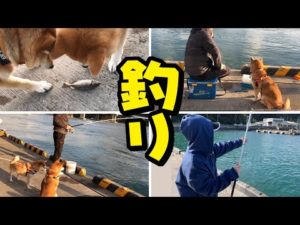 初めての釣りに大興奮の柴犬姉妹！13年前のチビ兄妹登場