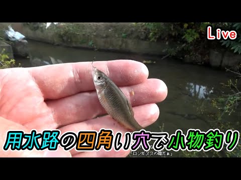 【小物釣りLive】用水路内の四角い穴で小物釣りをしてみました【ニコ生同時配信】