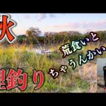 秋の鯉釣り！！荒食いとちゃうんかい！？