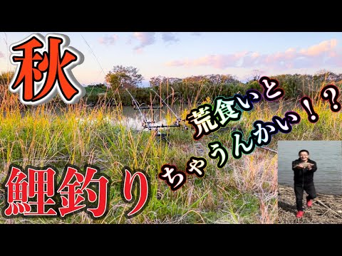 秋の鯉釣り！！荒食いとちゃうんかい！？