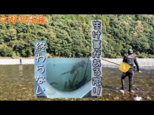 【鮎釣り】10/30 紅葉迫り終焉間近⁉︎サビなし卵なしなら終われない‼︎
