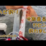 ハゼ釣り 今期最長の17センチ釣れました 2022年11月20日