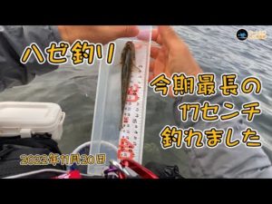 ハゼ釣り 今期最長の17センチ釣れました 2022年11月20日