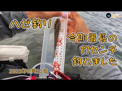 ハゼ釣り 今期最長の17センチ釣れました 2022年11月20日