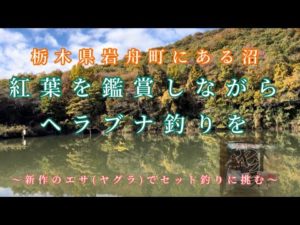 栃木県岩舟町 紅葉を鑑賞しながらへら鮒釣りを楽しむ!新エサ ヤグラを試してみたら優秀すぎて野良ネコに完食された⁉️