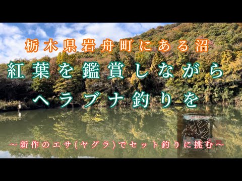 栃木県岩舟町　紅葉を鑑賞しながらへら鮒釣りを楽しむ！新エサ ヤグラを試してみたら優秀すぎて野良ネコに完食された⁉️