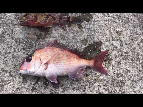 平磯海釣り公園マダイ釣れる！　fishingmax垂水店