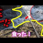 超足元で食いつく‼ダブルヒットで大喜び‼