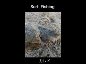 サーフでカレイ釣り #Shorts