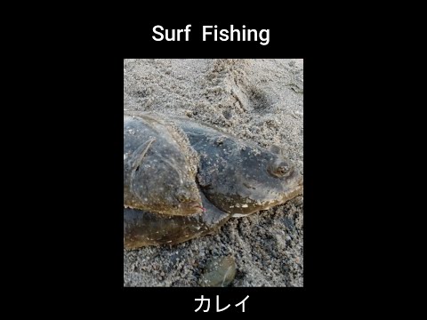 サーフでカレイ釣り　＃Shorts