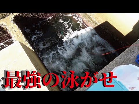 【大穴の王者】これ以上ない最強のアジの泳がせ釣りで動画史上初の大物キタ～