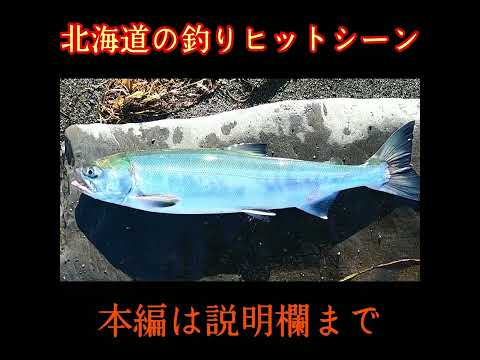 北海道の釣りヒットシーン総集編！#shorts#北海道釣り#鮭釣り#釣り総集編