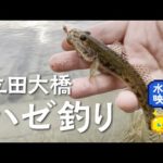 【ハゼ釣り】愛知県 立田大橋 11月下旬