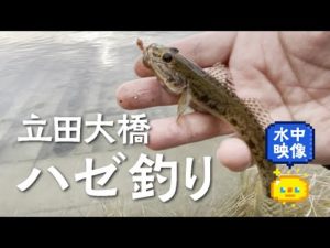 【ハゼ釣り】愛知県 立田大橋 11月下旬