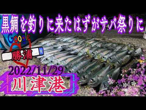 【川津港】黒鯛を釣りに来たはずがサバ祭りに！！