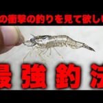 【衝撃】あまりにも釣れすぎるエビ撒き釣りの凄さをお見せします