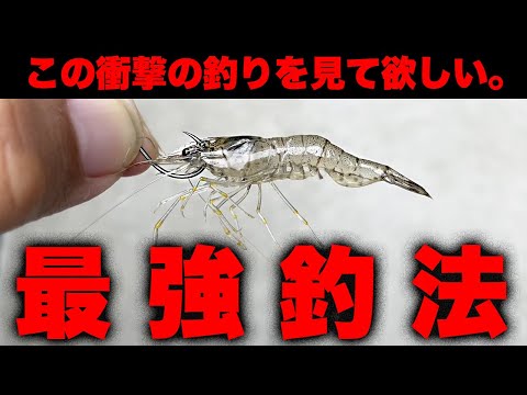 【衝撃】あまりにも釣れすぎるエビ撒き釣りの凄さをお見せします