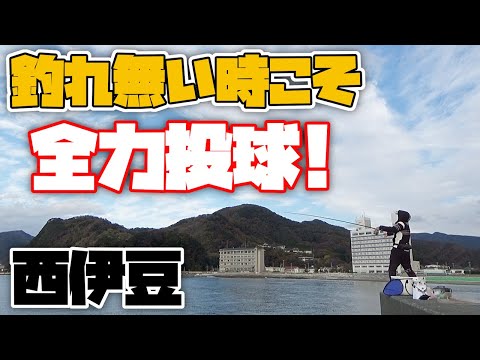 【紀州釣り】前回良い釣りが出来た西伊豆で、黒鯛目指して全力投球してきました！【黒鯛釣り】【釣武者】