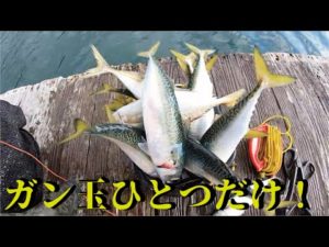 誰でも簡単！狙った魚をガン玉一個で単純明快に釣れます！！！