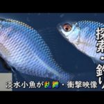 【タナゴ釣り】探索したら小魚乱舞しててやばかった。しかもタナゴの釣果を拡大したらまるで宝石のようだった。そんなことある？