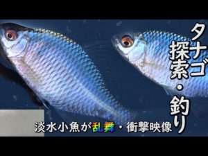 【タナゴ釣り】探索したら小魚乱舞しててやばかった。しかもタナゴの釣果を拡大したらまるで宝石のようだった。そんなことある？
