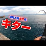 初めての試み‼メンバー全員ひとつの堤防で爆釣しまくった‼