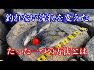 難しい釣りから簡単な釣りに変えたら黒鯛が釣れました【チヌフカセ釣り】