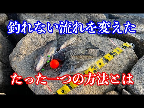 難しい釣りから簡単な釣りに変えたら黒鯛が釣れました【チヌフカセ釣り】