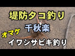 タコ釣り&イワシ釣り