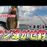 【大津港】船上中大物連発！？アジ泳がせ釣り！！【BACH淳敏丸】