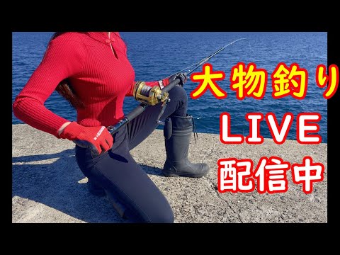 【爆釣】大物釣りライブ配信で爆釣しました‼️