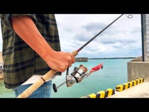 また釣ってしまった