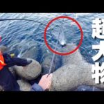 テトラ帯には衝撃の怪物が潜んでいました。