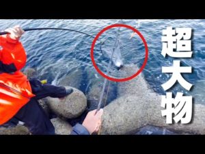 テトラ帯には衝撃の怪物が潜んでいました。