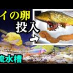 川魚水槽にコイの卵を投入すると…